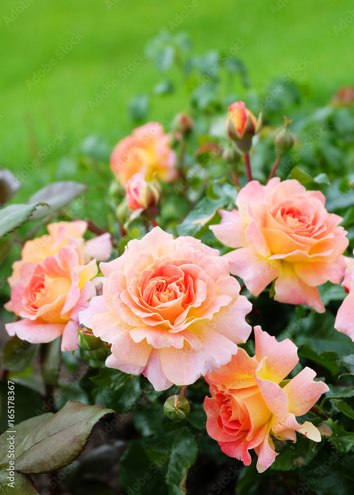 Obraz premium Pomarańczowe róże pnące na tle zielonego trawnika.