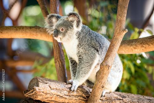 Koala in a Eucalupt tree Australia photo