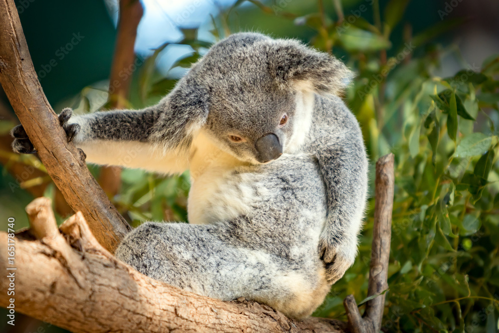 Obraz premium Koala in a Eucalupt tree Australia