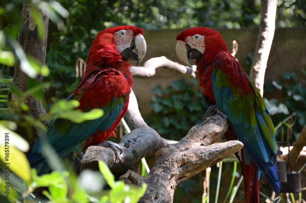 Obraz premium Le couple perroquets du zoo