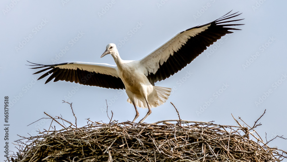 Fototapeta premium Ein junger Weißstorch, Flugübung