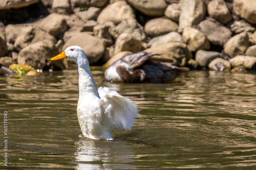 Fototapeta premium Zwei Enten im See