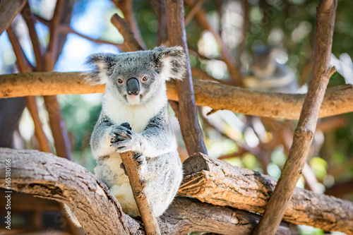 Wall Mural Koala in a Eucalupt tree Australia