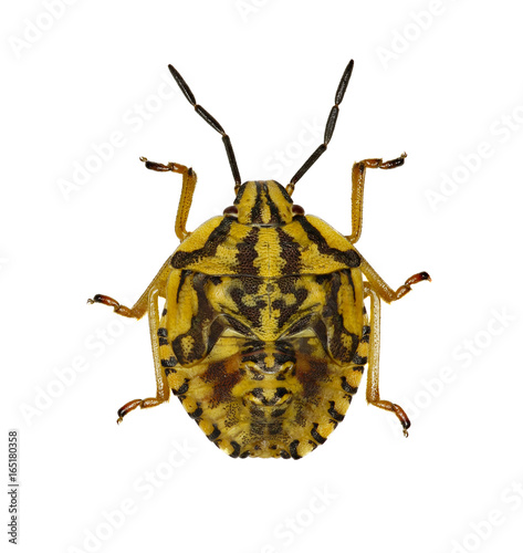 Purple Shield Bug Larva on white Background  -  Carpocoris purpureipennis (De Geer, 1773) photo