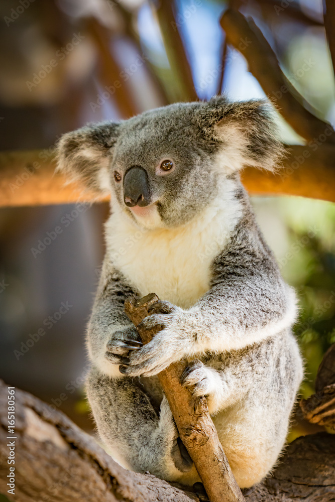 Obraz premium Koala in a Eucalupt tree Australia