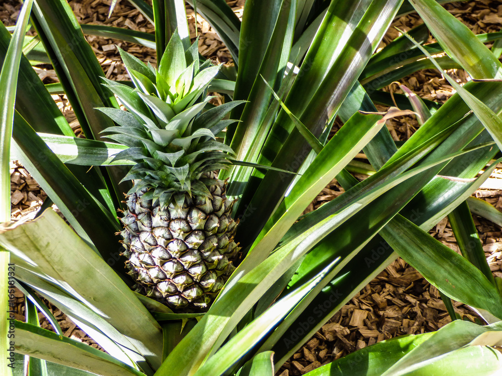 Obraz premium Pineapple bush