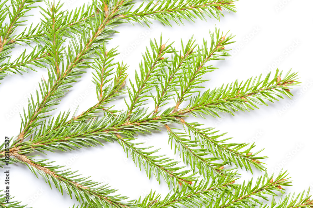 fir tree branch