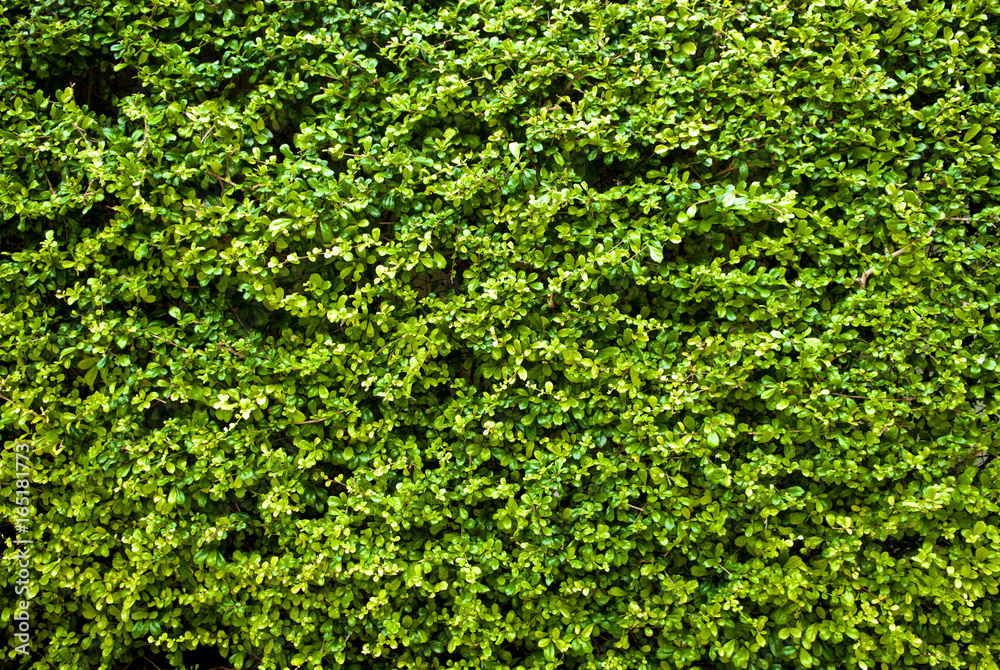 Light green leaves wall background. Close up.
