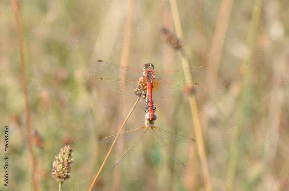 Sympétrum à nervures rouges (Sympetrum fonscolombii) Sympétrum à nervures rouges (Sympetrum fonscolombii)