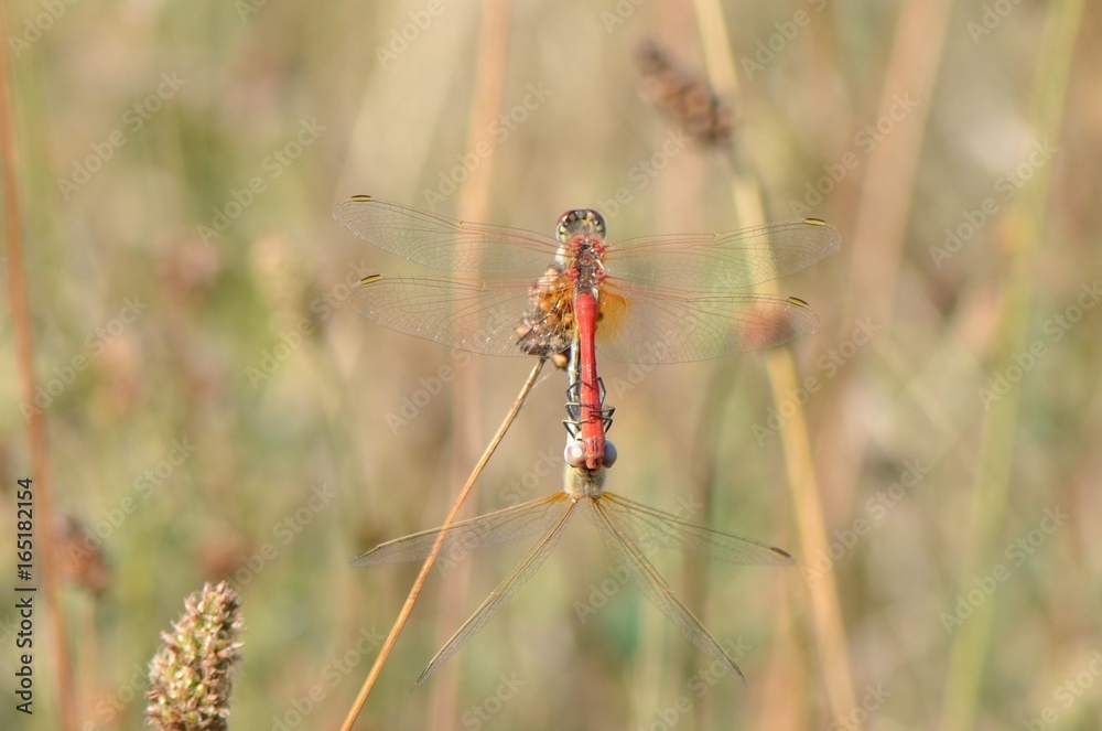 Sympétrum à nervures rouges (Sympetrum fonscolombii) Sympétrum à nervures rouges (Sympetrum fonscolombii)