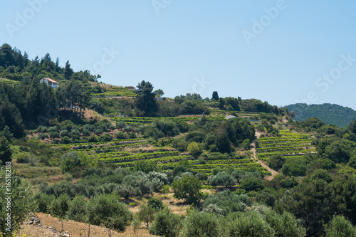 Grapevines and Olive Trees over the Mountains