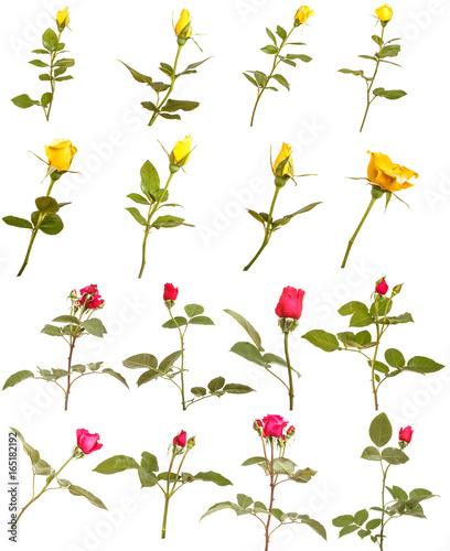 Wallpaper Mural branch of red rose isolated on white backgroundRed and yellow roses. Isolated on white background. Large set Torontodigital.ca