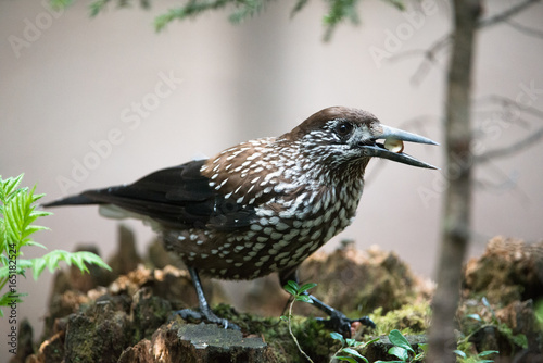 Spotted Nutcracker (lat. Nucifraga caryocatactes) photo