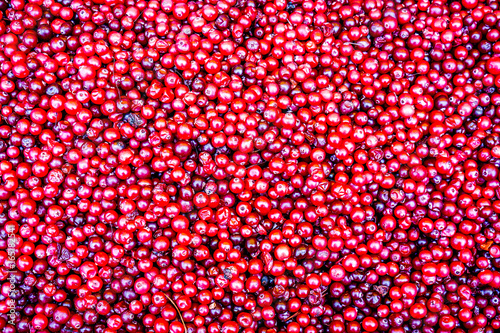 the set of vitamins in cranberries. the berry grows in the swamp. fresh cranberries photo