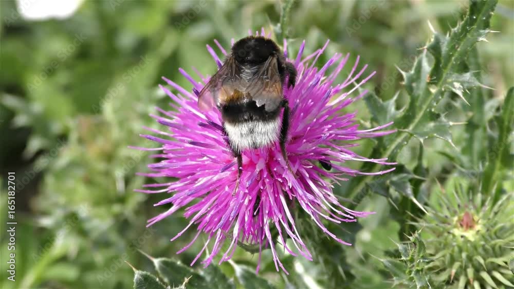 White tailed bumble bee, bombus terrestris -
Bumble bee on a flower White tailed bumble bee, bombus terrestris -
Bumble bee on a flower