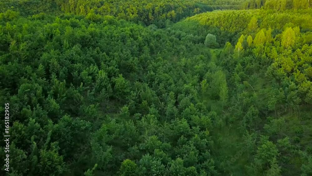Flight above the green forest