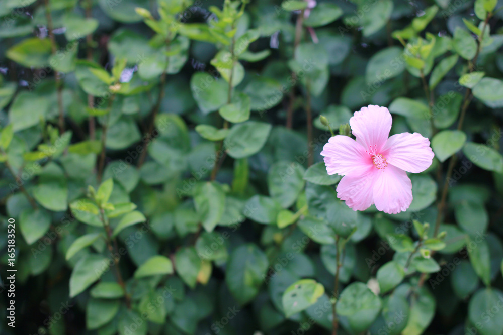 Pink Hibiscus with green leafs background in garden and minimal concept Pink Hibiscus with green leafs background in garden and minimal concept