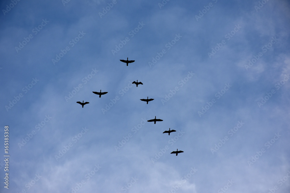 鳥の群れと青空と雲（飛行、仲間、目指す、帰宅、向かうなどイメージ）