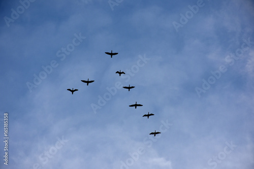 鳥の群れと青空と雲（飛行、仲間、目指す、帰宅、向かうなどイメージ）