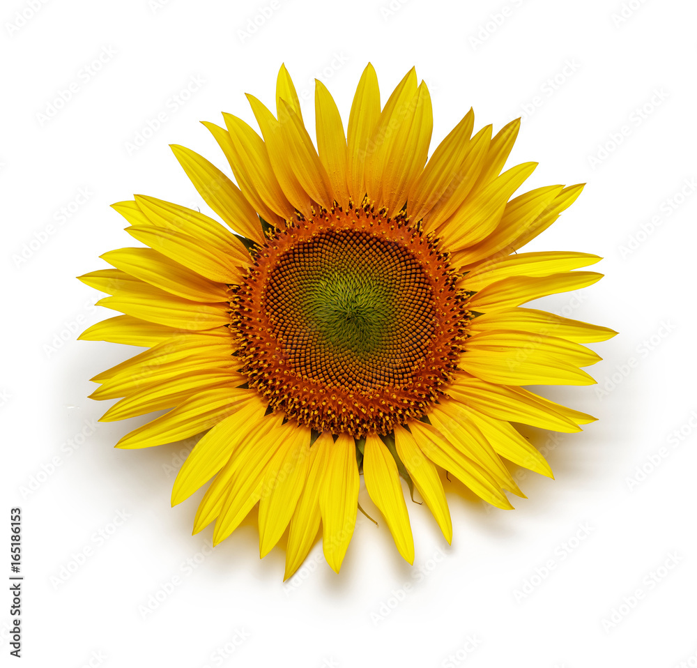 Fototapeta premium Słonecznik