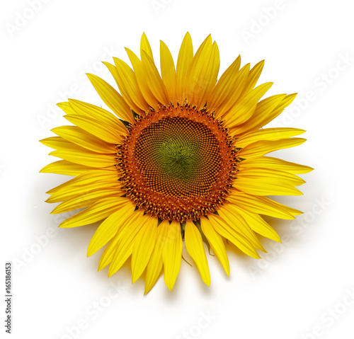 Fototapeta Naklejka Na Ścianę i Meble -  Sunflower