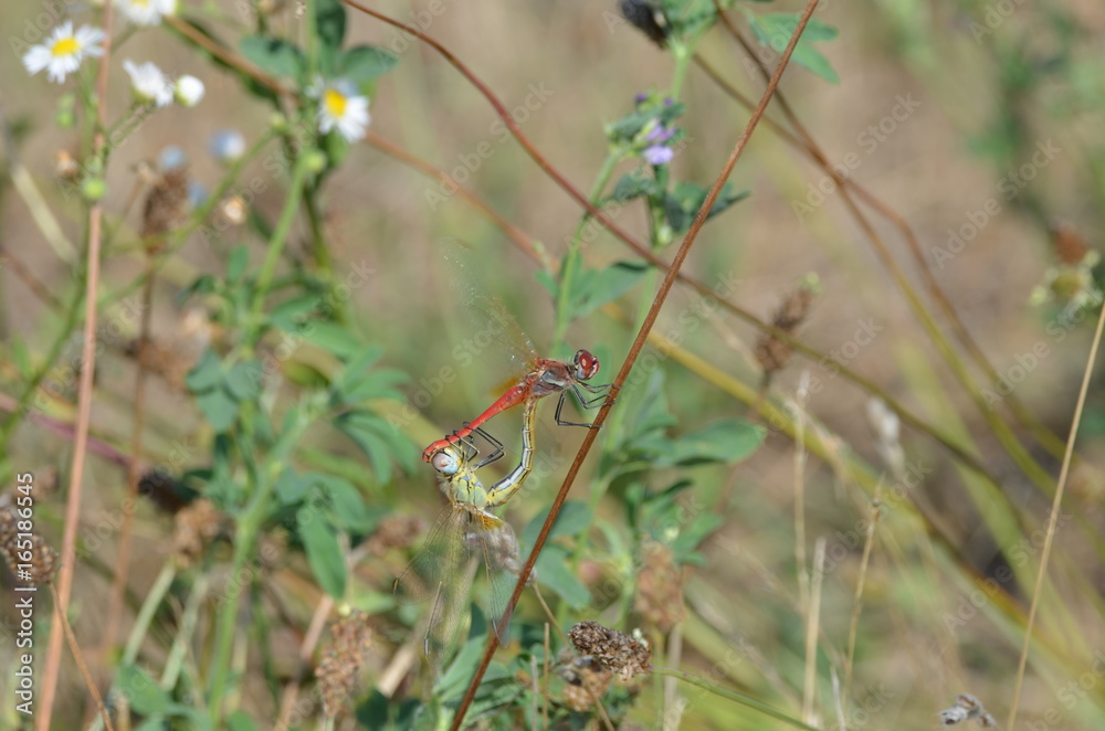 Sympétrum à nervures rouges (Sympetrum fonscolombii) Sympétrum à nervures rouges (Sympetrum fonscolombii)