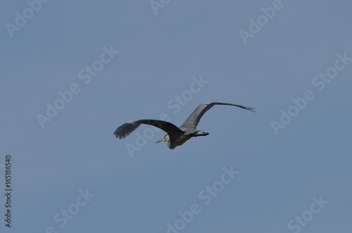 Héron cendré (Ardea cinerea) 