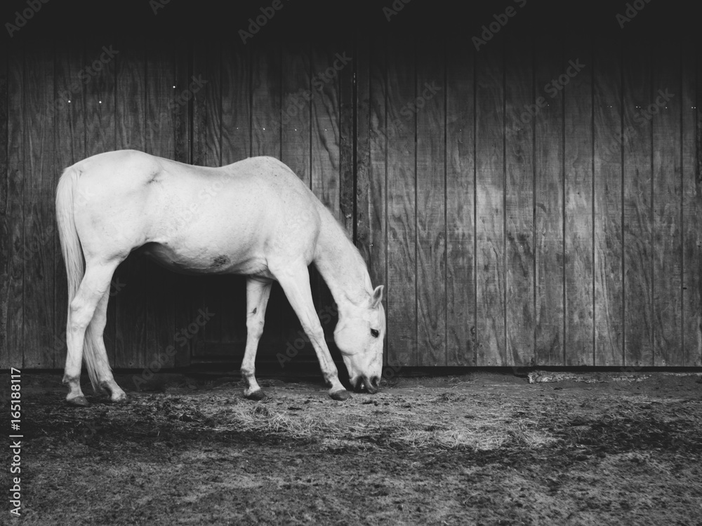 Fototapeta premium White Grazing