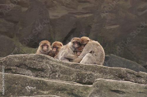 Intimate monkey family hugging photo