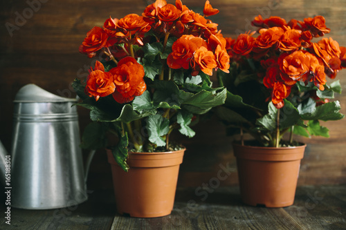 red begonia photo