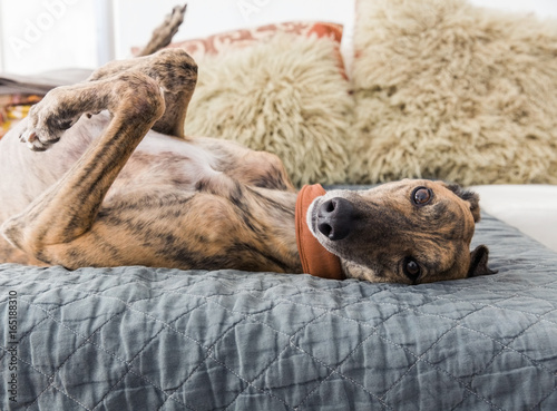 Portrait of a greyhound dog
