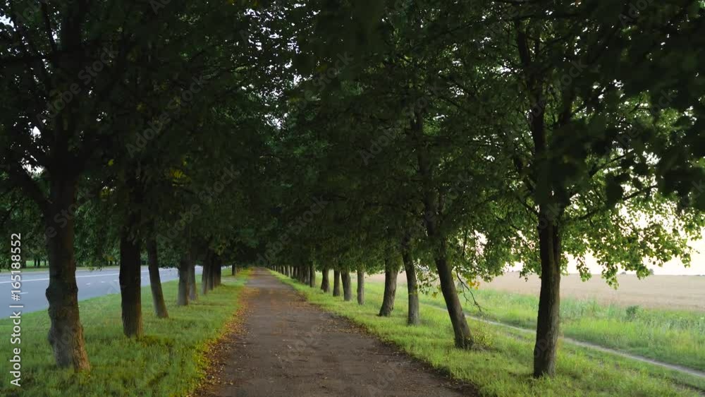 Silent walkway with trees for walking Silent walkway with trees for walking