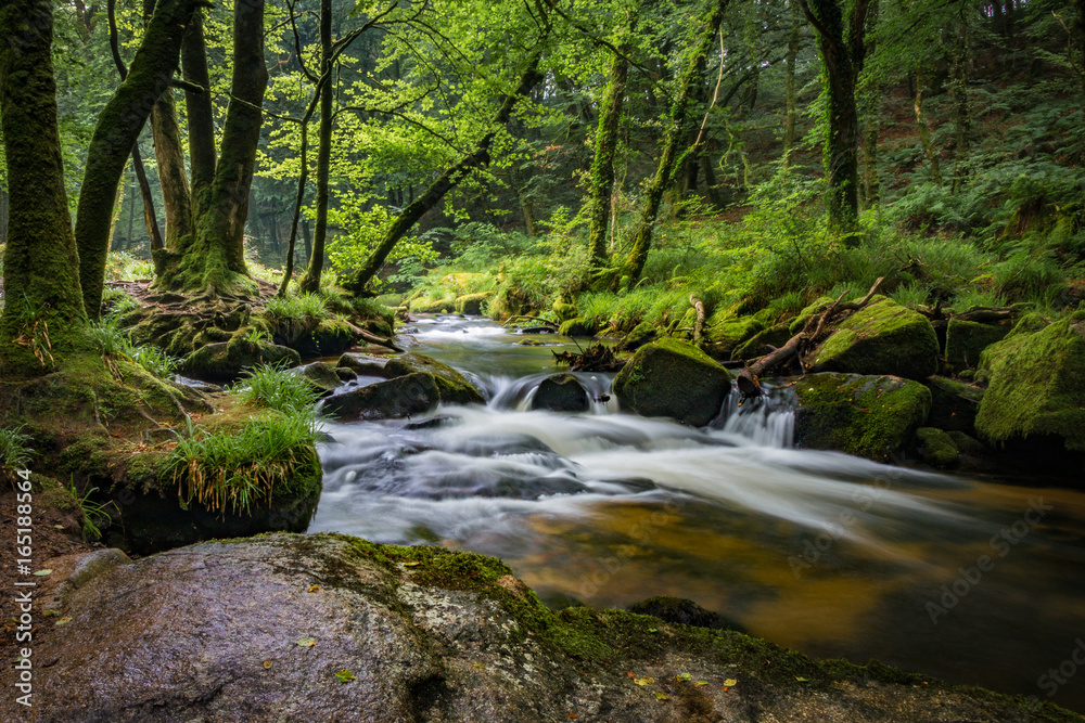 Obraz premium Forest River 2