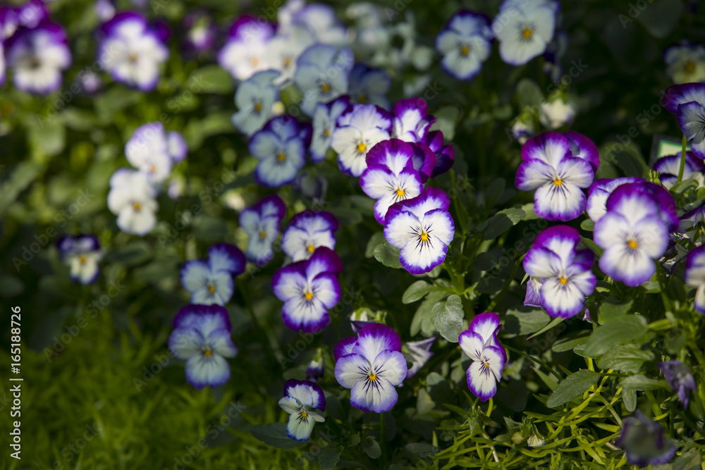 Fototapeta premium Colorful White and Purple pansy flowers. Nature background.