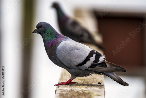 Pigeon on a rail