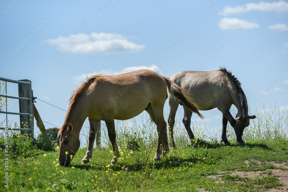 Wild horses in the Netherlands Wild horses in the Netherlands
