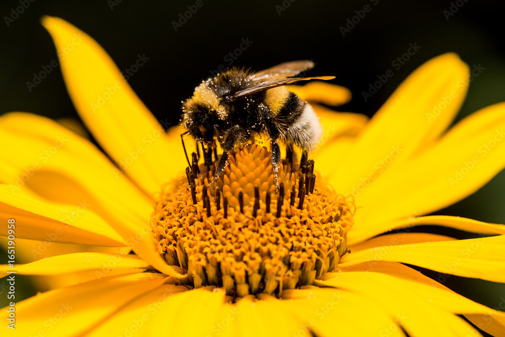Hummel 1 Hummel 1