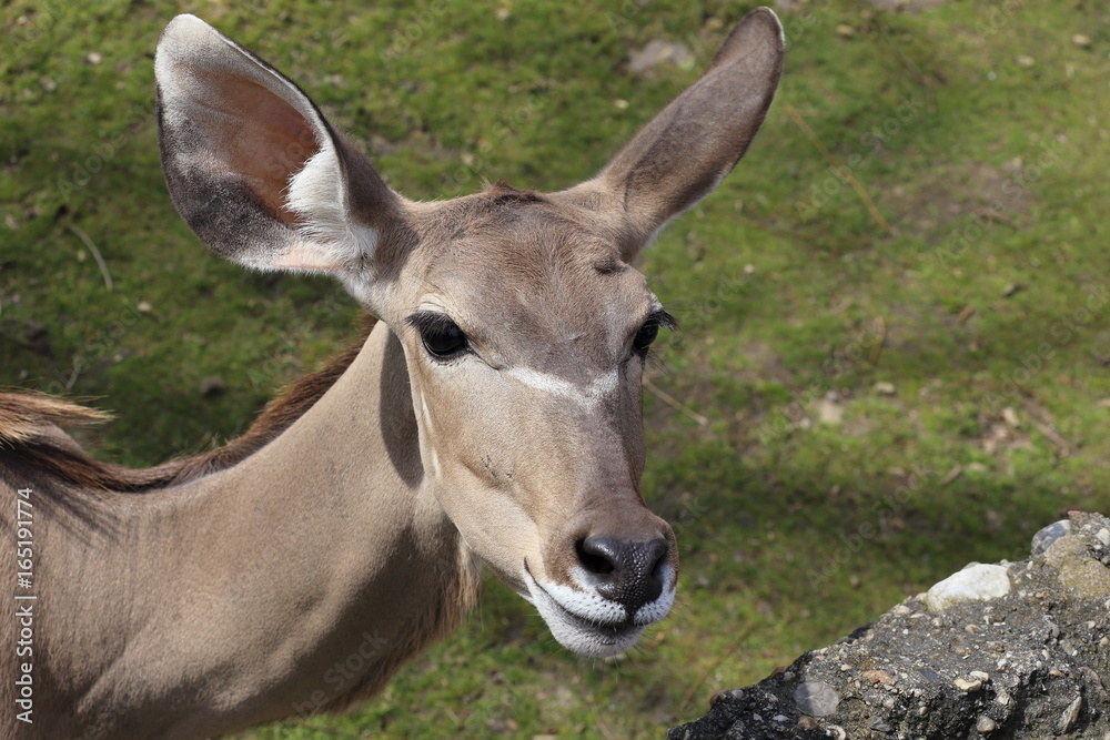 Springbock