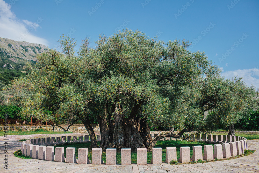 2000 years old olive tree 2000 years old olive tree