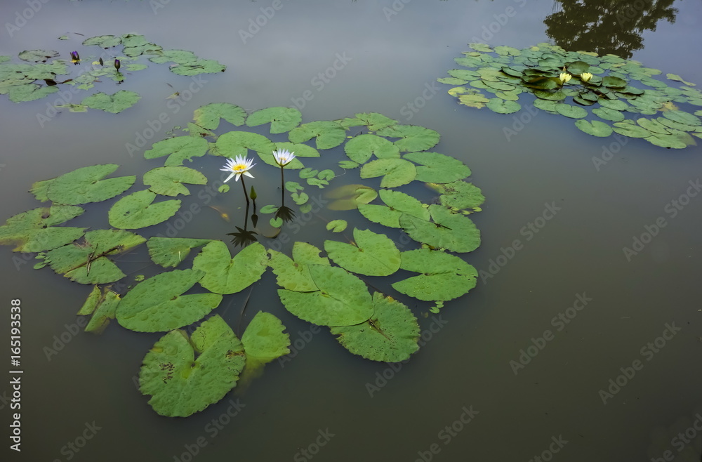 Naklejka premium 唐比ハス園 スイレン