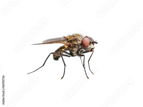 Ugly Drosophila Fly Diptera Insect Isolated on White 