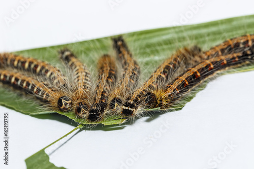 Black caterpillar of common duffer butterfly ( Discophota sondaica Boisduval ) resting on host plant photo