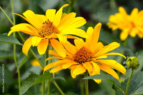 Solar flowers