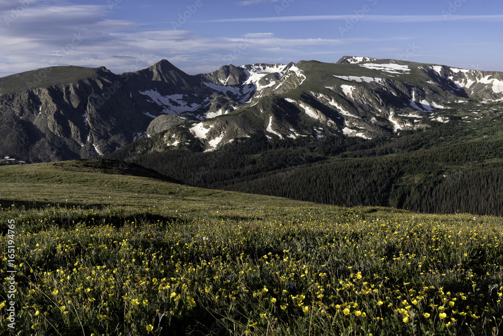Yellow flowers blooming in a valley in the Rocky Mountains of Colorado
