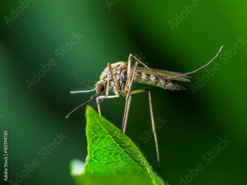 Yellow Fever, Malaria or Zika Virus Infection - Mosquito Insect on Leaf photo