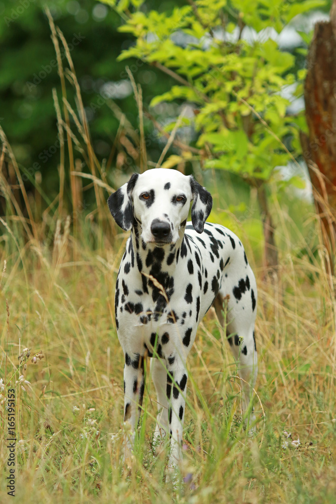 Dalmatian dog is standing in nature in summer