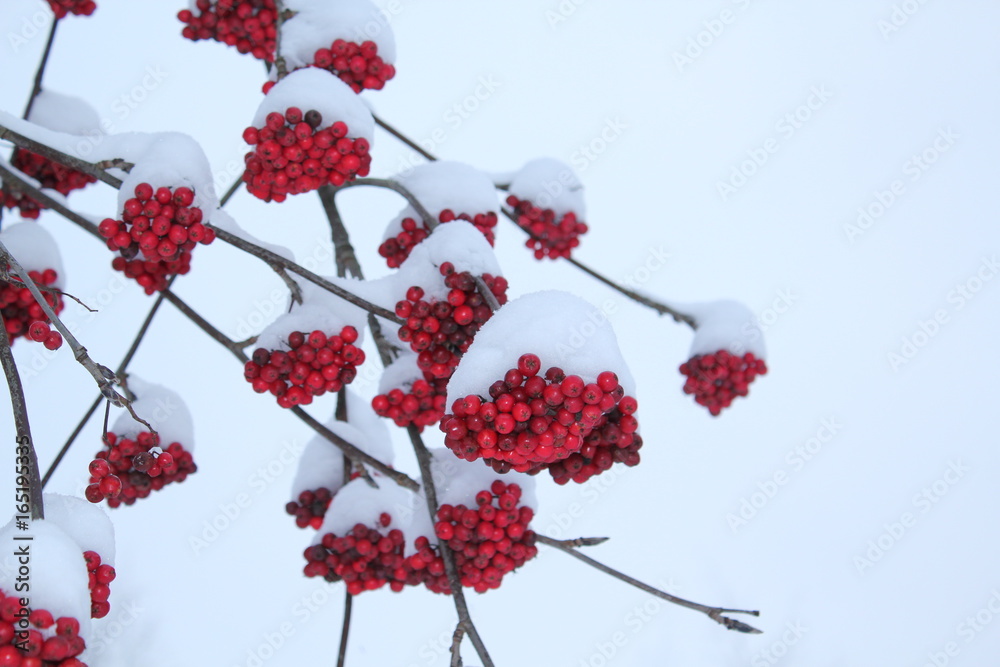 Winter Sorbus aucuparia