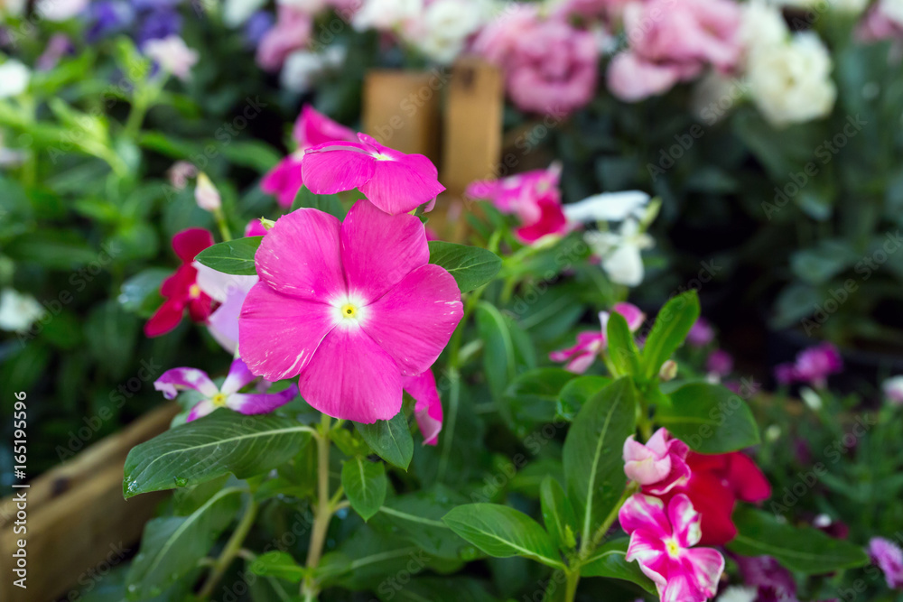Flower with violet pink petals and a yellow core Flower with violet pink petals and a yellow core