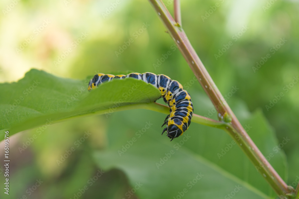 Fototapeta premium Beautiful caterpillar