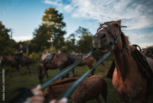 A stubborn horse rests and does not follow the reins of a rider on a summer day